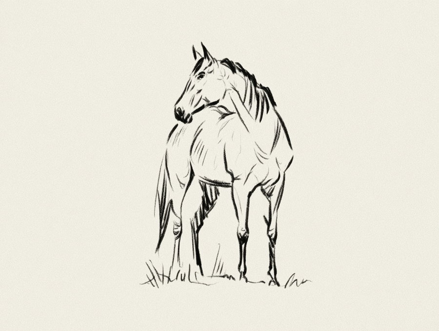 A simple line drawing of a horse in a side view, no shading.