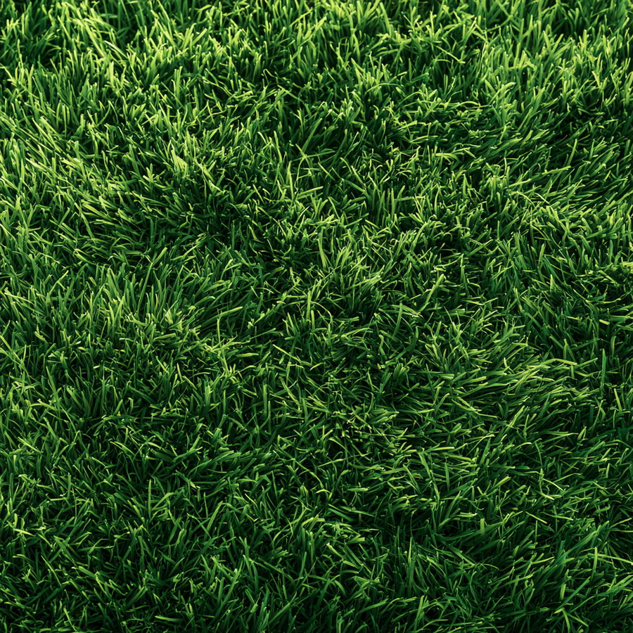 A close-up view of a lush green lawn with dense grass textures.