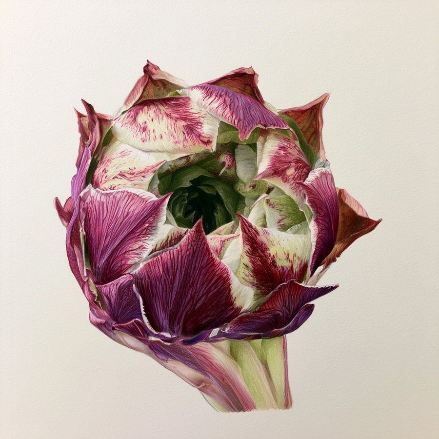 Close-up view of a colored pencil drawing of a succulent heart, showcasing intricate details and textures on a white background.