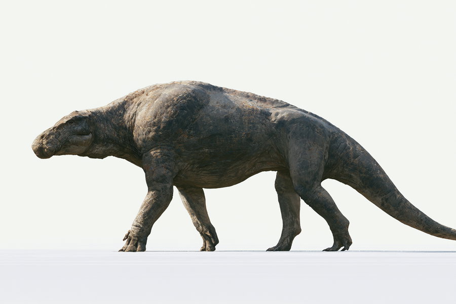A large terrestrial creature shown in a strict left-facing side profile, with a wedge-shaped head, deep ribcage, and long thick tail visible. The creature stands on a plain pale ground with clear margins around its silhouette.