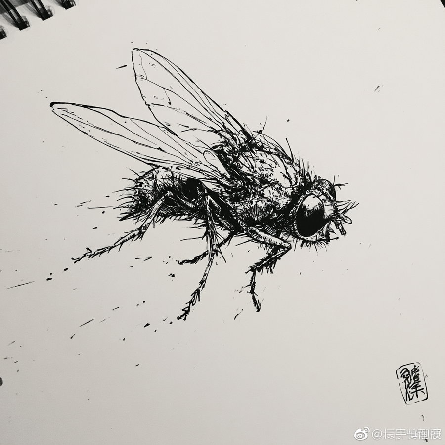 A detailed black and white sketch of a single fly against a plain background.