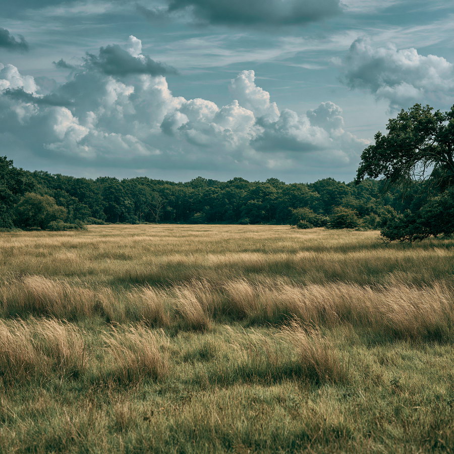 Wide open grass clearing with short cropped grass in the foreground, oak forest treeline in the distance, soft midday sunlight, scattered clouds, shallow depth of field